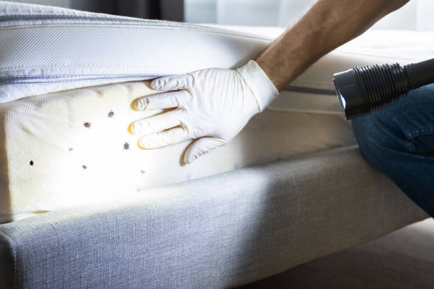 Best Flea Control Services  in Walnut Hill, TN