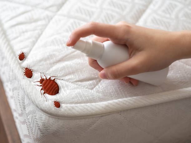Best Wasp Removal Services  in Walnut Hill, TN