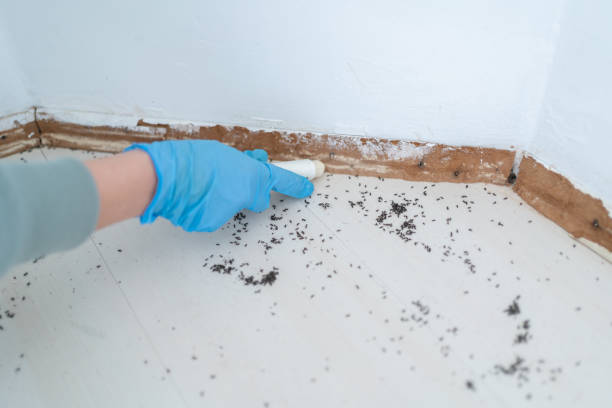 Best Exterminator Services  in Walnut Hill, TN